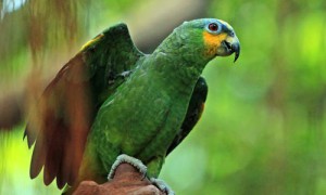 橙翅亚马逊鹦鹉寿命多少年