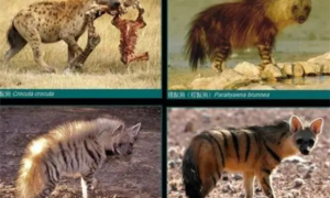 为什么斑鬣狗的前肢很长，后肢却很短，这具有什么进化优势吗？