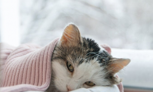 怎么判断猫咪发烧症状表现