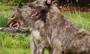 爱尔兰猎狼犬战斗力