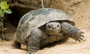 特拉凡柯陆龟可以深水养吗