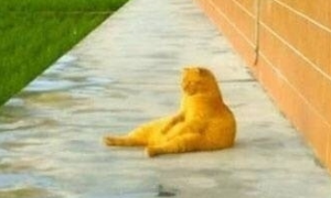橘猫坐在田边思考喵生，像失恋一般惆怅靠墙，喵：小鱼干你在哪？