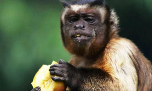 黑帽悬猴是国家一级保护动物吗