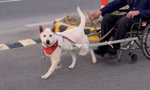 爷爷改装了轮椅车，让狗狗在前面帮忙拉着，还能刹车转弯，太酷了