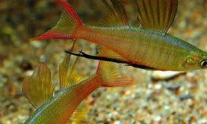 马达加斯加彩虹和什么鱼混养好