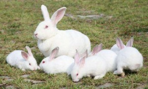 英种小型兔一般多少钱