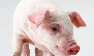 湘白猪最大能养多少斤