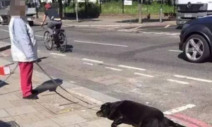伦敦街道有一只狗在散步时昏迷死亡，主人的反应却让人气愤不已！