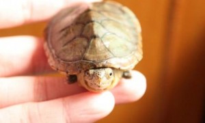 哈雷拉泥龟雌雄如何辨别