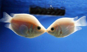 如何管理好人工繁殖的接吻鱼