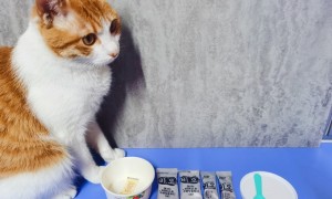 猫咪吃酸奶吗