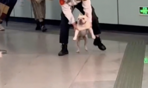迷路的狗误闯入地铁，被工作人员请了出来，它满脸不悦：让我上啊