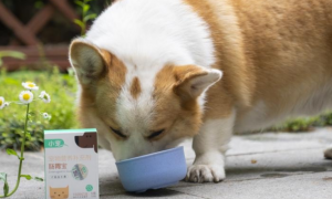 猫咪益生菌狗狗能吃吗