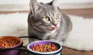 猫咪不吃饭应该怎么办