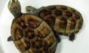 果核泥龟能活多少年