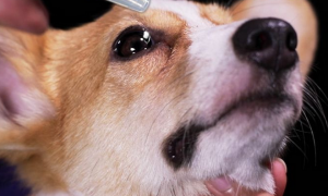 狗狗专用眼药水多少钱