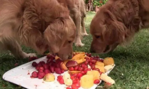 对狗狗最好的三种水果