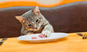 猫能吃小零食