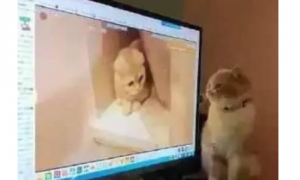 主人正在看猫片，被橘猫抓了个正着，下一秒它的反应让主人尴尬