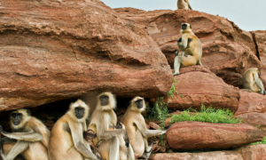 冠叶猴是保护动物吗