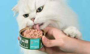 猫罐头制作方法