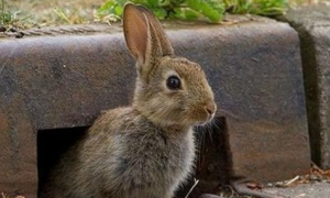 灰栗兔可以养几年