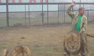 俄罗斯导游教男游客骑雄狮 男子见雄狮后却举手投降