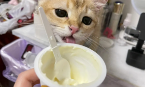 什么酸奶猫咪可以喝呢