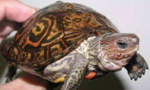 哥斯达黎加木纹龟可以深水养吗