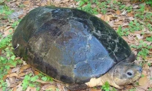 马来西亚巨龟的水质管理