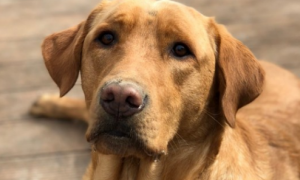 狗狗髋关节发育不良的症状及治疗方法