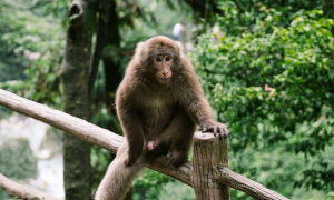 峨眉藏酋猴是国家一级保护动物吗