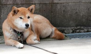 秋田犬的寿命一般是多久