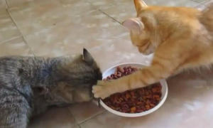 仗义小猫主动求助，自己吃饱不忘同伴