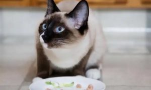 暹罗猫可以吃草莓吗