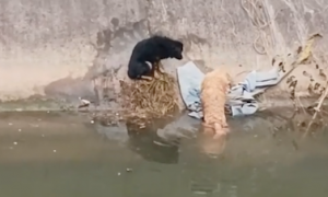 黄狗不幸掉进了河里，黑狗不顾一切跳下去救它