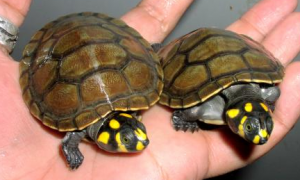 面具侧颈龟寿命多少年