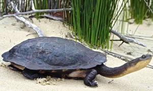 巨头蛇颈龟可以深水养吗