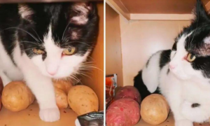 猫咪不爱玩具，偏喜欢在储物柜里抱着土豆睡觉