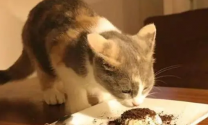 猫能吃人的食物吗为什么