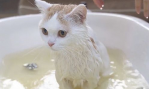 狗沐浴露可以给猫洗澡吗