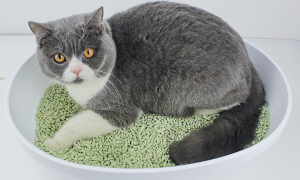 猫砂10l是多少kg