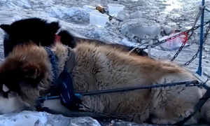 哈尔滨狗拉雪橇惹争议，网友呼吁停止虐待动物，景区回应称将核实情况