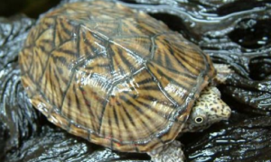 平背麝香龟能活多少年