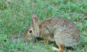 新英格兰棉尾兔一般多少钱