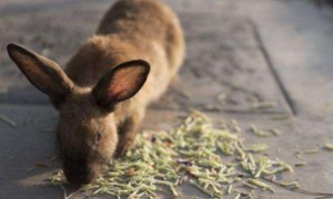 小兔猼寿命有多长