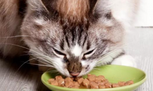 猫咪可以吃米饭和馒头吗
