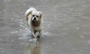狗狗下雨天还总往外跑，主人一气之下直接用路上积水给狗洗了个澡