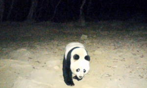 “滚滚”夜晚遛达呆萌“自拍”！四川这一地首次拍到野生大熊猫