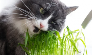 猫草是小麦苗吗